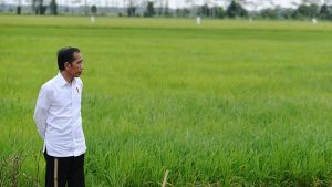 jokowi kelapangan Jokowi tinjau pangan di indonesia