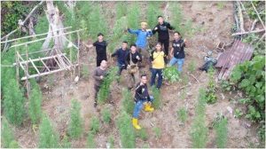 Polres Muratara Sumsel Temukan Ladang Ganja Seluas Satu Hektare