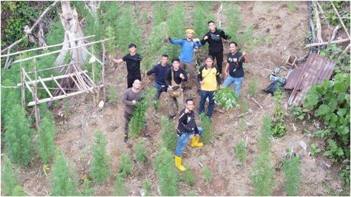 Polres Muratara Sumsel Temukan Ladang Ganja Seluas Satu Hektare
