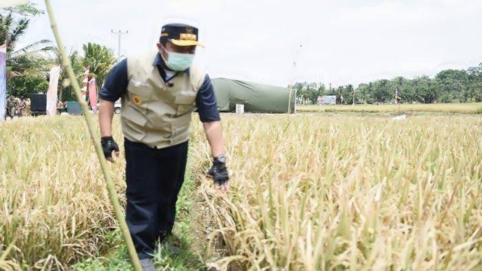 Gub Sumsel Hadiri Panen Raya OKU Selatan, Apresiasi Jadi Juara Pangan Nasional