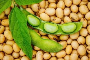 kedelai langkah, tahu tempe naik