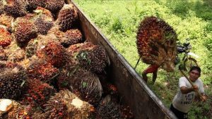 sawit indonesia jadi berkah dunia