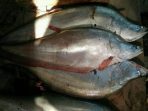 ikan belida palembang langka