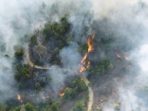 miris kondisi hutan sumsel