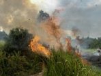 kebakaran hutan