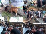 kurban sapi